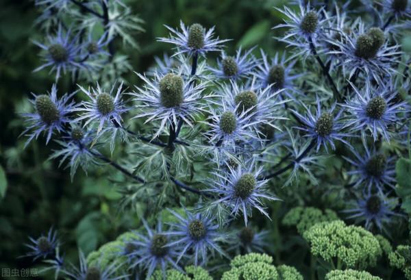 30種藍色的花卉裡面,你見過的有多少種? 30種藍色的花卉裡面,你見過的有多少種?