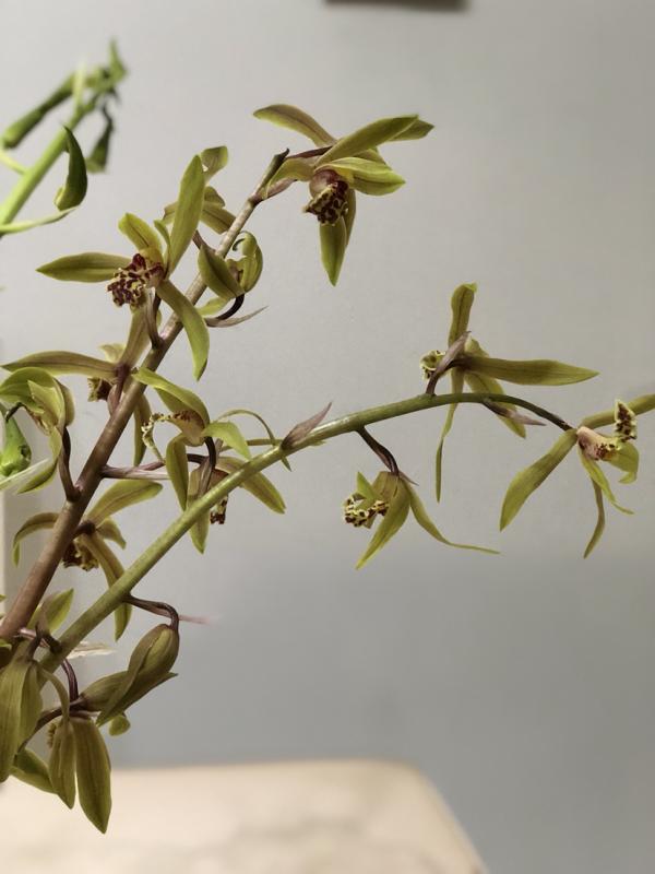 8種特難養的花，動不動就黃葉、生蟲，養好了算我輸