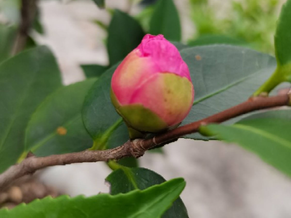 花600塊買的大花蕙蘭，掉個苞20塊錢沒了，心疼···