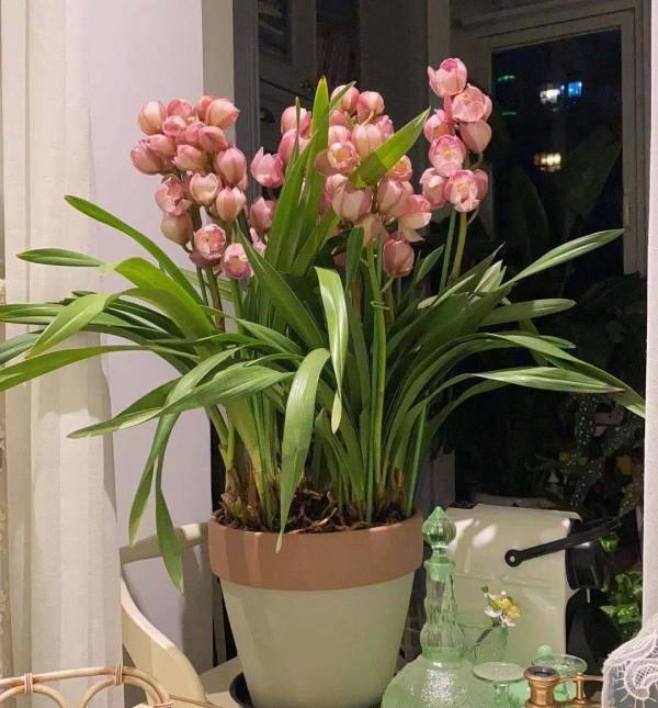 新年養&OpenCurlyDoubleQuote;3種花&rdquo;，喜慶漂亮好打理，花朵大葉片美，冬季大放光彩