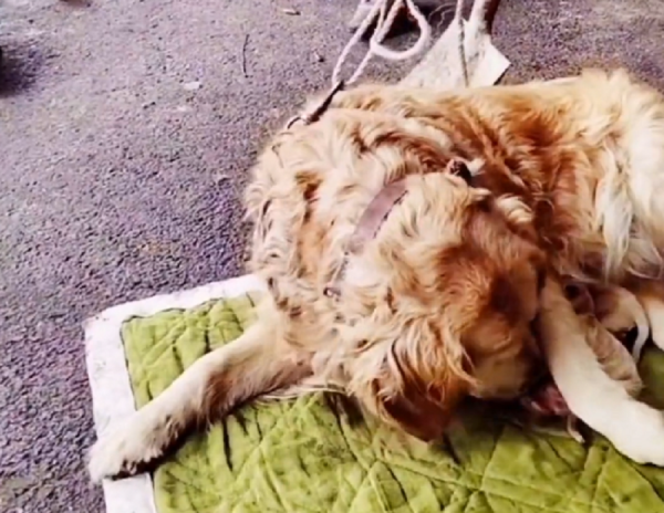 四川：狗肉車產子的金毛，依然母愛十足，還好之後它們遇到好心人