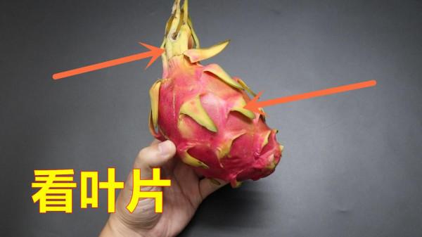 於火龍果的小知識,您知道哪些?看看漲知識了 於火龍果的小知識,您知道哪些?看看漲知識了