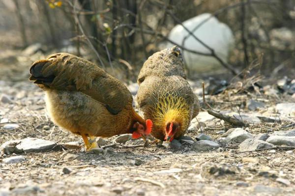 大吉大利天天吃雞,中華名雞知多少?有你家鄉的雞嗎 大吉大利天天吃雞,中華名雞知多少?有你家鄉的雞嗎