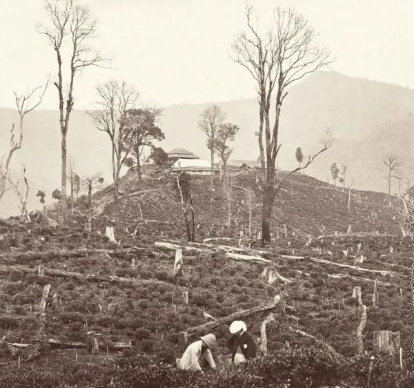 英國人為什麼垂涎武夷山？