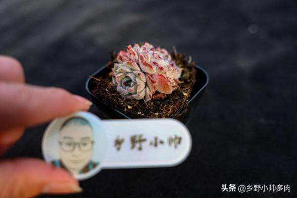 多肉美,玲瓏透嬌豔欲,小帥帶大家共賞冬日多肉之美 多肉美,玲瓏透嬌豔欲,小帥帶大家共賞冬日多肉之美