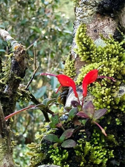 「普洱茶山行」乾貨分享賀開古樹普洱茶蘭香撲面何處來? 「普洱茶山行」乾貨分享賀開古樹普洱茶蘭香撲面何處來?