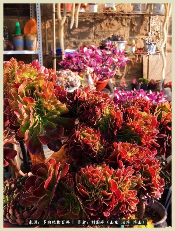 秋季多肉，你是王者歸來嗎？（附秋季養護知識）