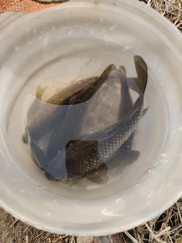 冬季釣魚堅持用小鉤細線軟竿，還要配合抄網