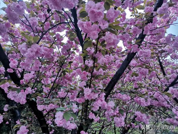 如果有庭院，記得種上這4種“仙樹”，開花時真是迷死人