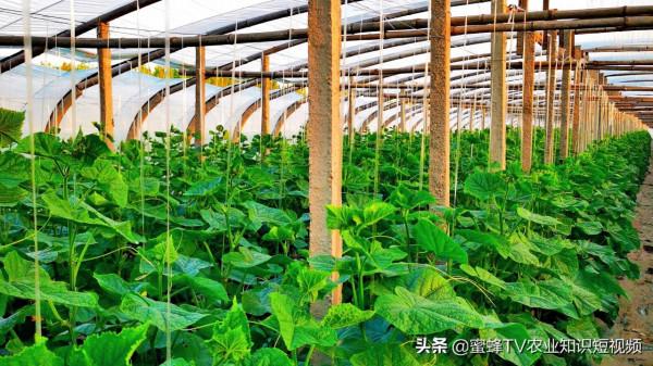 肥大，3天生白根，8天根旺旺——作物生根養根解決方案