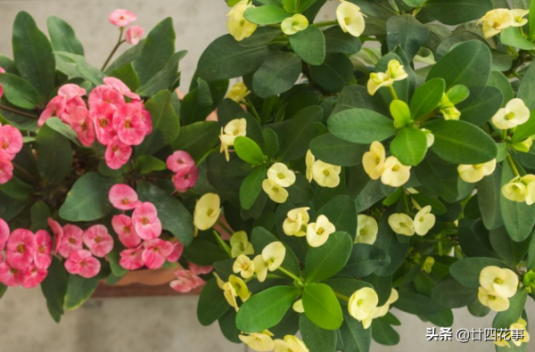 懂花的人,客廳不養“6類花草”,容易被笑話,家裡有的快處理 懂花的人,客廳不養“6類花草”,容易被笑話,家裡有的快處理