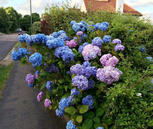 100種常見植物圖鑑,出門識花不再難,適合給小孩子做科普範文 100種常見植物圖鑑,出門識花不再難,適合給小孩子做科普範文