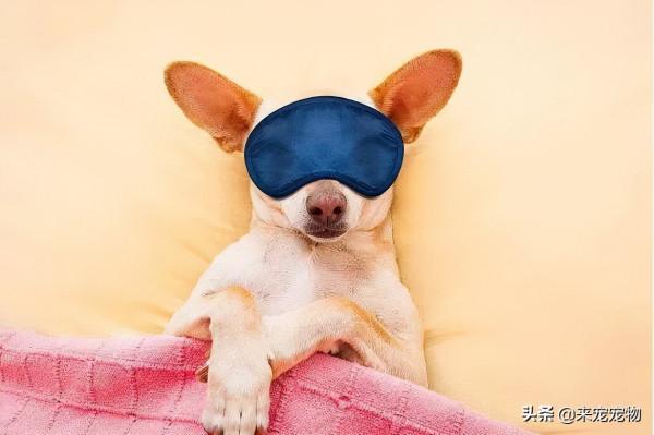 養這5種狗太費錢了，天生就有“缺陷”，尤其是二哈