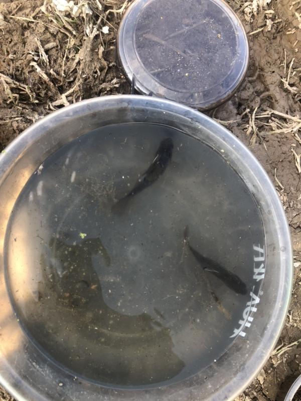 探索沼澤塘有驚無險,黃金小奶鯽齊上岸 探索沼澤塘有驚無險,黃金小奶鯽齊上岸