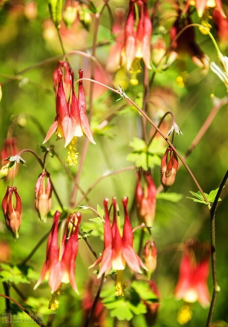 金銀花是一種野生花，現在都把它作為盆景，