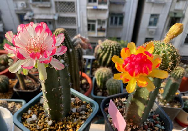 奶奶對我說，臥室別養7類花，仔細想一想，不是&OpenCurlyDoubleQuote;迷信&rdquo;是科學