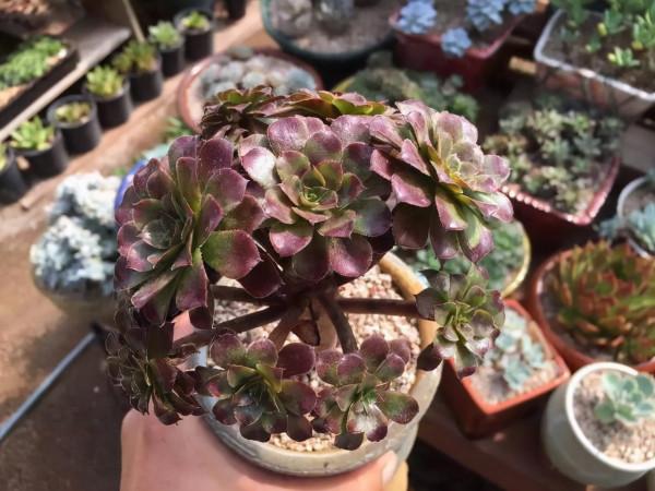 多肉植物 | 法師品種