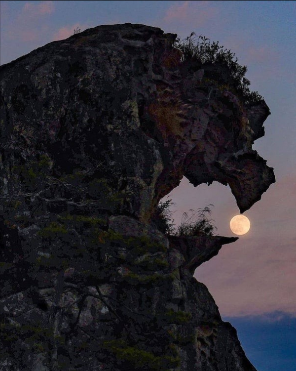 25張活久見圖片,狗狗竟用武器決鬥,山羊也能上樹? 25張活久見圖片,狗狗竟用武器決鬥,山羊也能上樹?