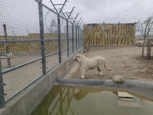 一山不能容二虎，必須兩公兩母