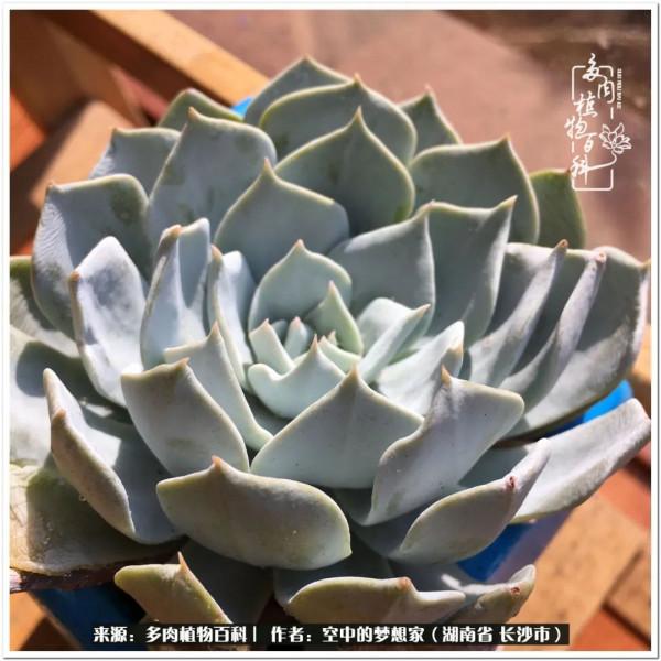 北陽臺黨，也有個多肉花園夢