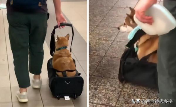 包包中的小可愛們!為了帶上狗狗,主人也是拼了 包包中的小可愛們!為了帶上狗狗,主人也是拼了