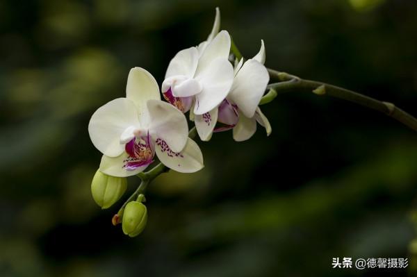 2022新春遊園&mdash;&mdash;植物園賞花