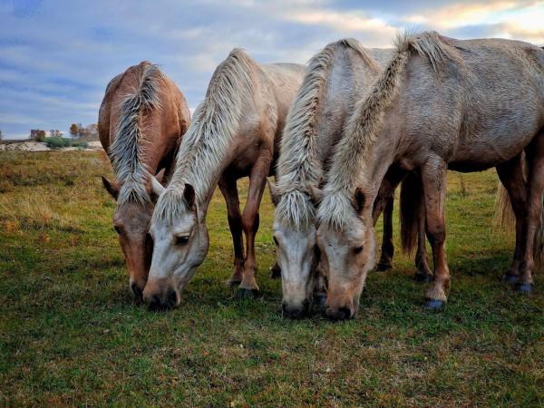 每天凌晨4點起床,只為拍攝烏蘭布統每年僅有15天的絕美秋景 每天凌晨4點起床,只為拍攝烏蘭布統每年僅有15天的絕美秋景
