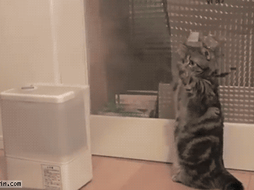 2分鐘掌握6個室內貓過冬小技巧