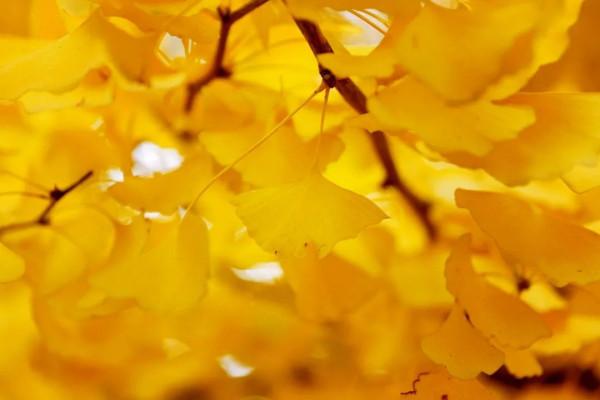 美成一個童話，只想在科學城的秋中多呆一會！