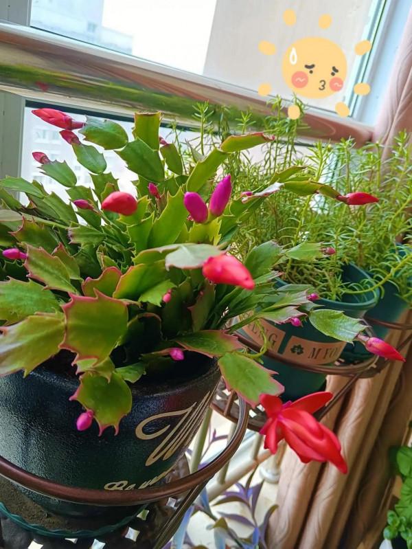 冬日裡陽臺上的春天 冬日裡陽臺上的春天