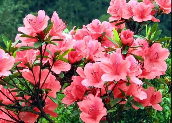 十大名花 十首詩，驚豔千年！第六篇，繁花似錦——杜鵑