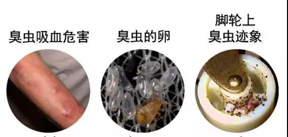 當心床墊縫隙裡的臭蟲，晝伏夜出好吸血