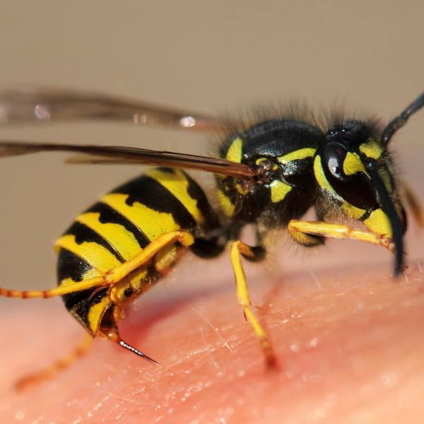 你根本跑不過馬蜂!這樣惹它的話,可能會送死 你根本跑不過馬蜂!這樣惹它的話,可能會送死