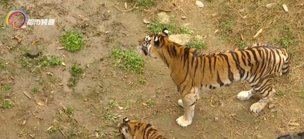 虎年見虎 雲南野生動物園&OpenCurlyDoubleQuote;虎妞&rdquo;姐妹花亮相