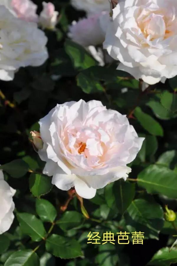 木村卓功及木村系列月季品種（4）