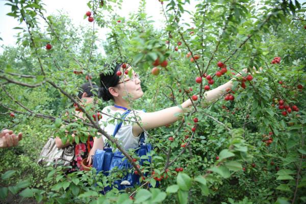 農村這種果子,俗稱“高鈣果”,想必許多北方的朋友都吃過 農村這種果子,俗稱“高鈣果”,想必許多北方的朋友都吃過