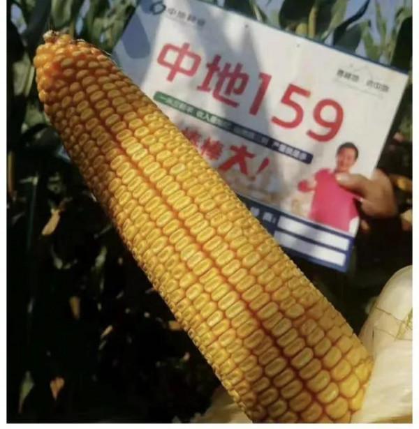 畝產2875斤，榮獲“高產冠軍”，這個超高產玉米品種源自何方？