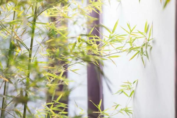 10首經典詠物詩詞，一首一個千古名句，最愛蘇軾和陸游的