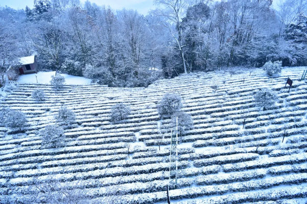 元旦最強攻略出爐！小眾美景、愜意度假、全家出遊都有，拿走去耍