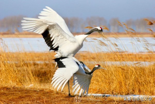鶴舞向海之探幽&mdash;&mdash;你知道為何鶴舞向海嗎？