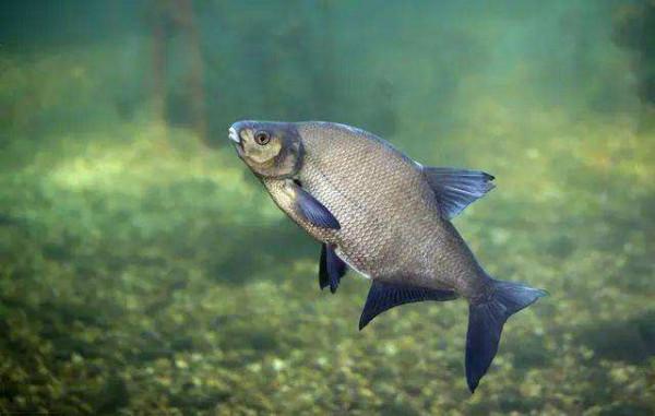 觀察水色，判斷魚情，就是從這句口訣學會的