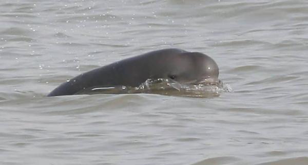 長江裡的魚多了,這只是一個開始 長江裡的魚多了,這只是一個開始