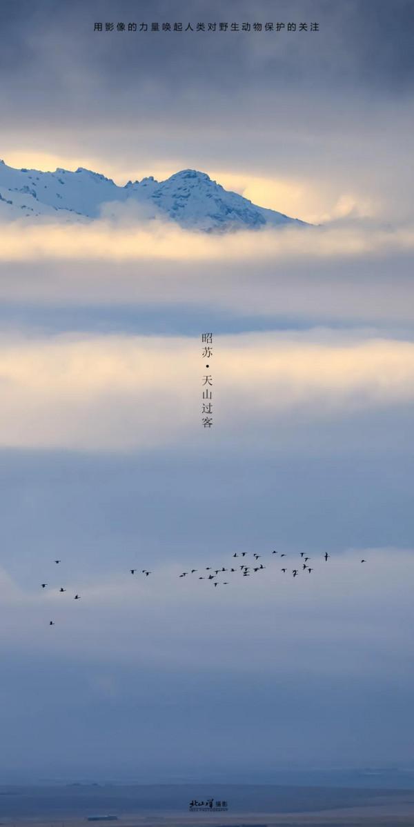 深冬,到新疆觀鳥,會有想不到的驚喜 深冬,到新疆觀鳥,會有想不到的驚喜