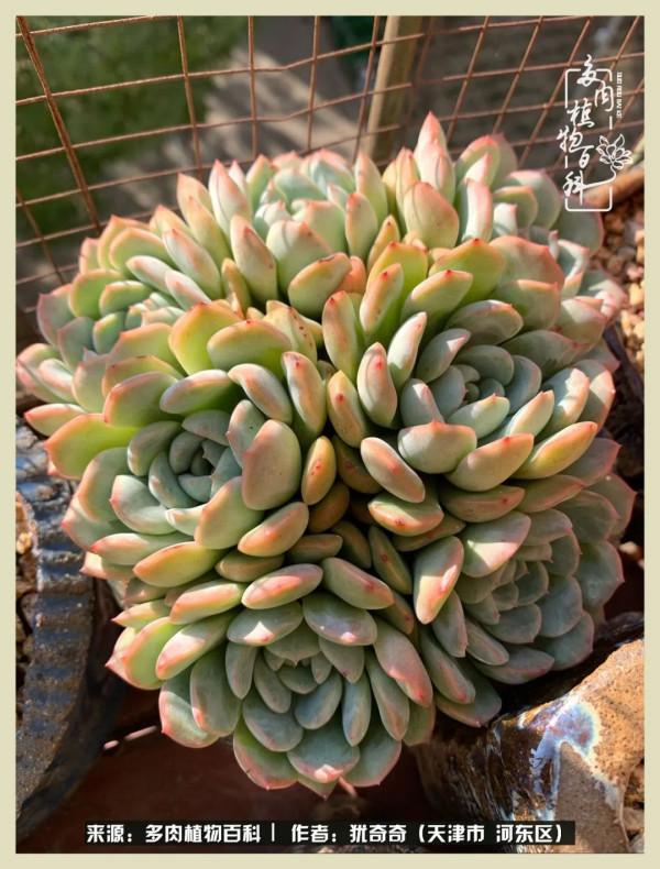 養多肉,累並快樂著!美好的事物,需要與大家分享 養多肉,累並快樂著!美好的事物,需要與大家分享