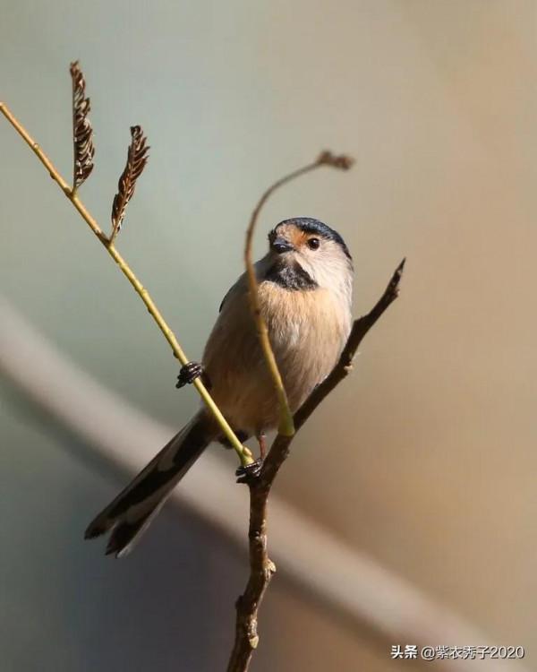 攬月灣的銀喉長尾山雀 攬月灣的銀喉長尾山雀