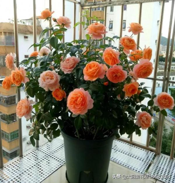 月季果汁陽臺開花香又漂亮,很少生病蟲害,一年四季都開花 月季果汁陽臺開花香又漂亮,很少生病蟲害,一年四季都開花