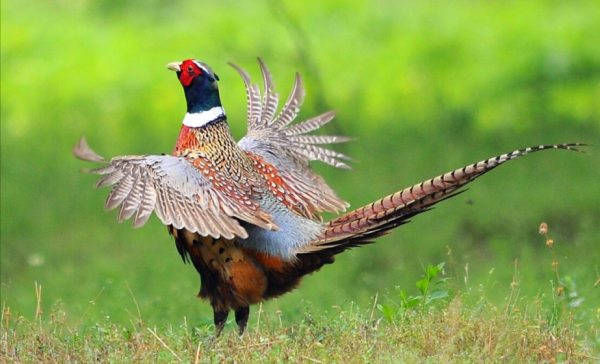 東江攬勝:收集常見鳥類圖譜之陸禽篇,攝鳥人自留地,建議收藏 東江攬勝:收集常見鳥類圖譜之陸禽篇,攝鳥人自留地,建議收藏