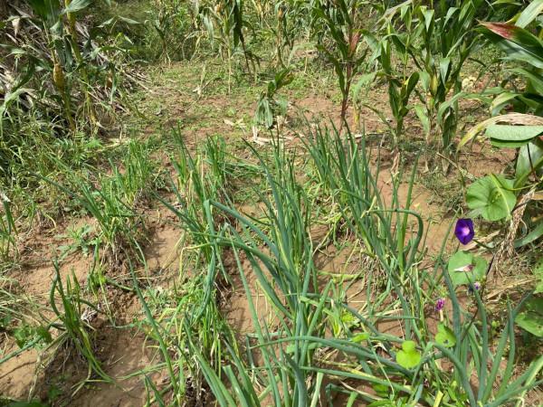 集團董事長高董種植的農作物給全國各地的朋友分享 集團董事長高董種植的農作物給全國各地的朋友分享