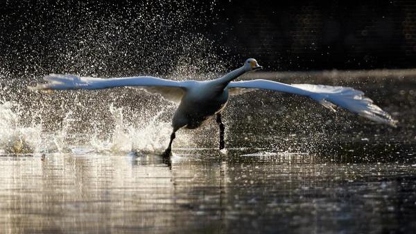 北京動物園拍大天鵝 北京動物園拍大天鵝