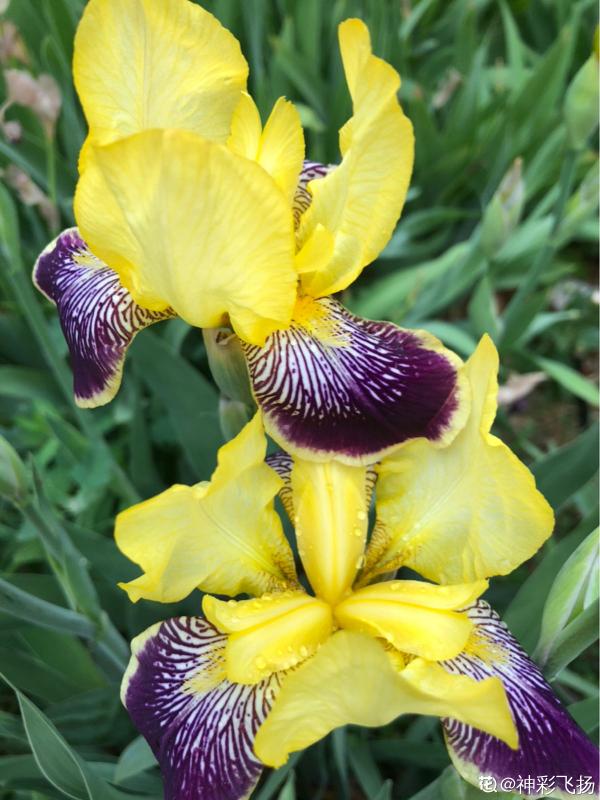 秋天種下3種花，冬天零下也不怕，明年春天花開滿園